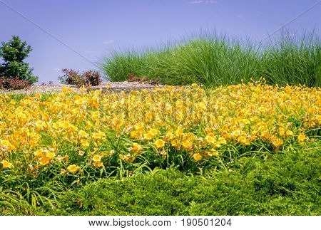 Large mounded garden with lots of day lilies Hemerocallis lilioasphodelus