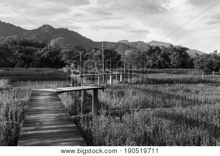 Black and White Zigzag wooden walking path over rice field nautral landscape background