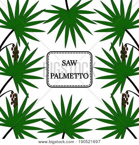 Saw Palmetto (Serenoa repens) in color. Hand drawn botanical illustration. Medicinal tree. Decorative border square banner.