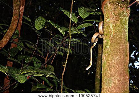 Snack on a tree in Gunung Palung National Park