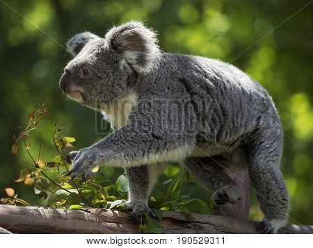 Koalas belong to the category of animals known as marsupials