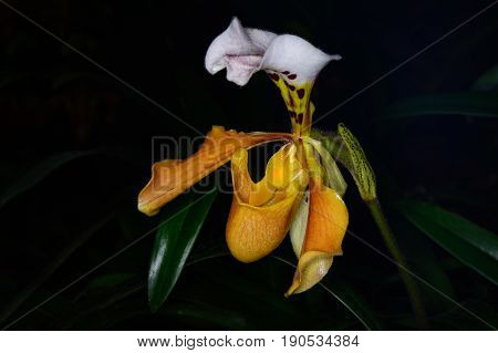 Scientific Name : Paphiopedilum Gratrixianum (mast.) Guillaumin, Family Name : Orchidaceae
