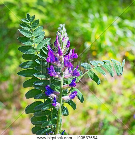 Wild plant Oxytropis campanulate ( lat. Oxytropis campanulata ). Close-up of flower and leaf