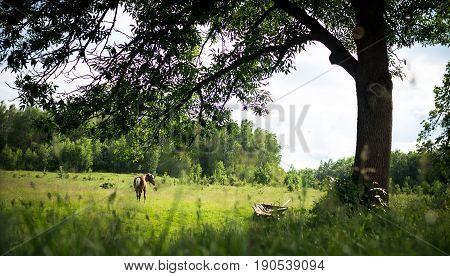 Rural landscape. A horse grazes under a tree next to a cart.