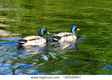 Couple of Dragon Mallard Ducks Swimming in the River in Spring