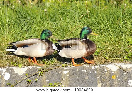 Couple of mallard duck walking in the river side in spring