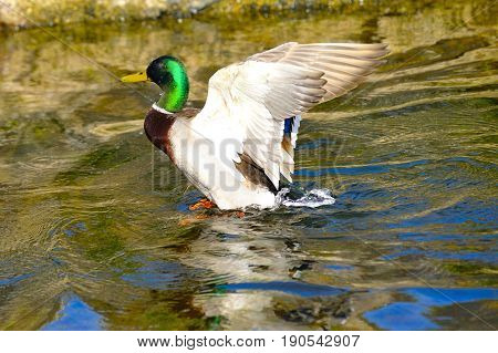 A mallard duck flaping in the river
