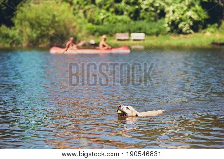 Summer Time With Dog