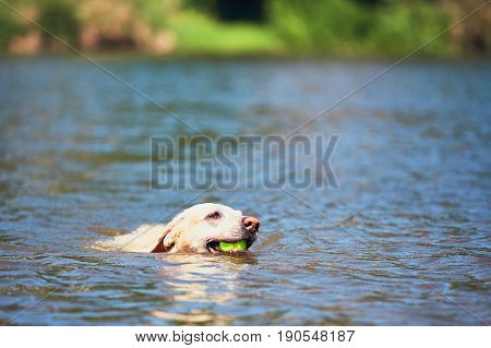 Summer Time With Dog