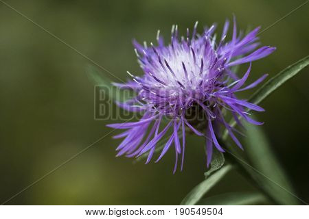 Close up of purple flower on a field
