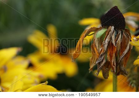 Dead yellow flower among healthy ones with shallow DOF