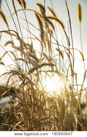 Close Up Of Crops On A Field In The Sunset