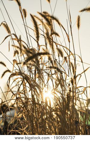 Close Up Of Crops On A Field In The Sunset