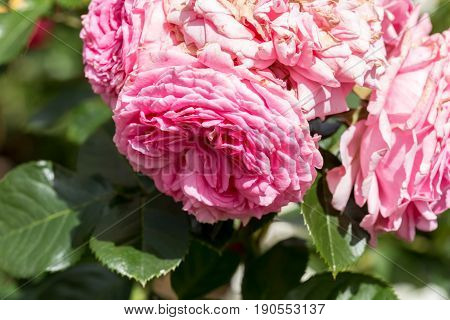 Pink  Augusta Luise Rose In Close Up Macro Image With Green Leaves Blurry Background