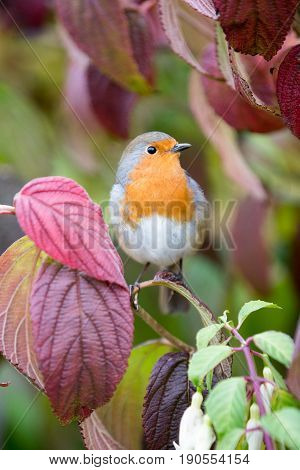 Robin Sits On Viburnum Tree With Autmn Colours