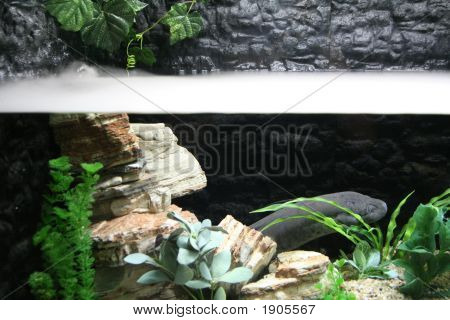 Fisch schwimmt unten Nebel