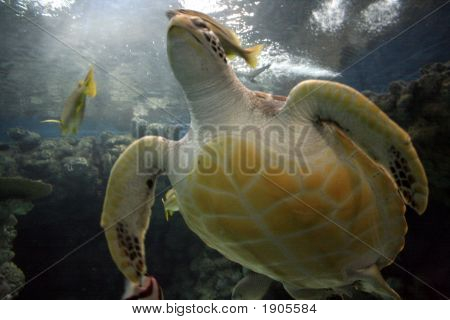 Schildkröte Schwimmen