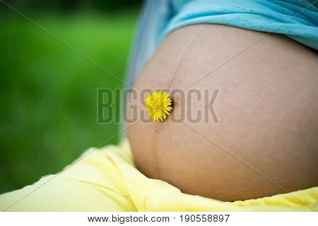 Beautiful belly with yellow dandelions of a young pregnant woman against a background of green spring.