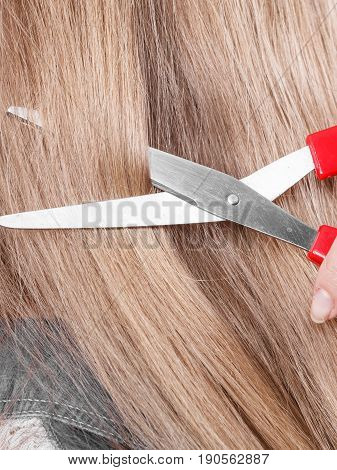 Red Scissors On Blonde Hair. Close Up.