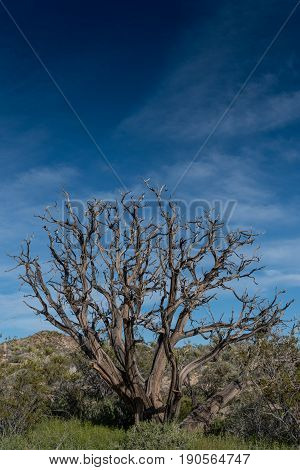 Gnarly Dried Tree In Mojave Desert