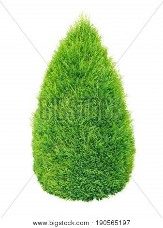 Lush green thuja conic shrub isolated on white
