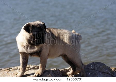 Mops