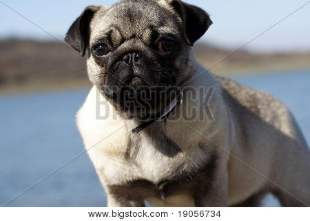 Mops