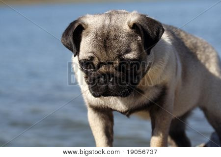 Mops