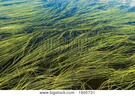 Algaes v pozadí jezero
