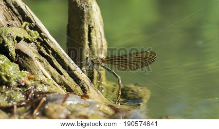 View on Dragonfly at Oviposition. Close-up of a Female Dragonfly at Breeding. Dragonflies (Odonata) at the Lake