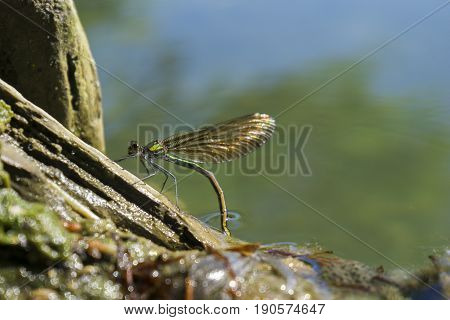 View on Dragonfly at Oviposition. Close-up of a Female Dragonfly at Breeding. Dragonflies (Odonata) at the Lake