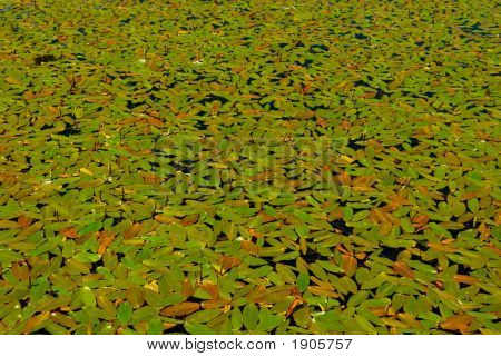Algaes v pozadí jezero