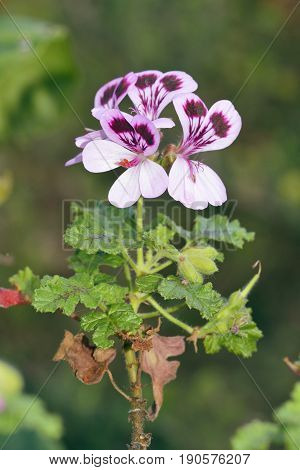 Oakleaf Geranium