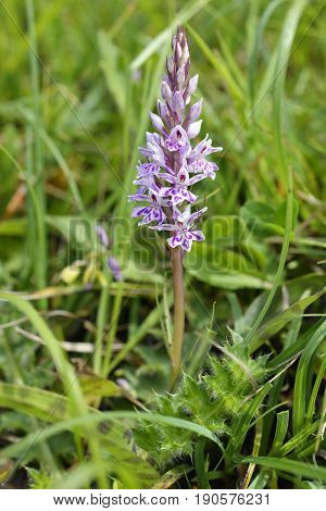 Common Spotted Orchid