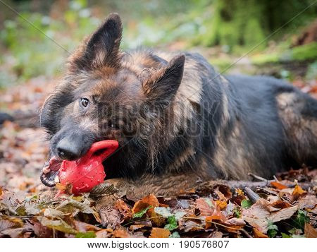 German Shepherd Dog Chewing A Red Toy