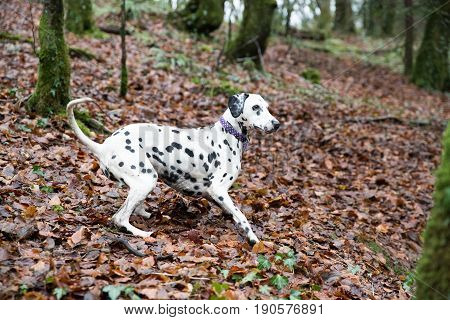 Dalmatian Wearing A Collar About To Run After A Toy
