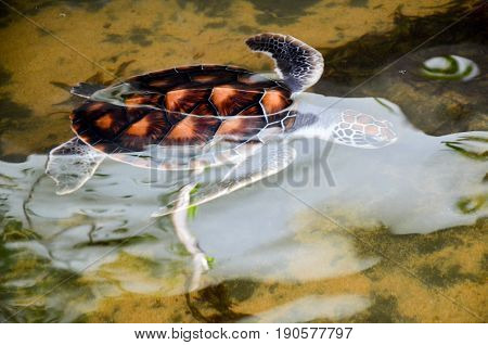 Turtle Swimming In The Water