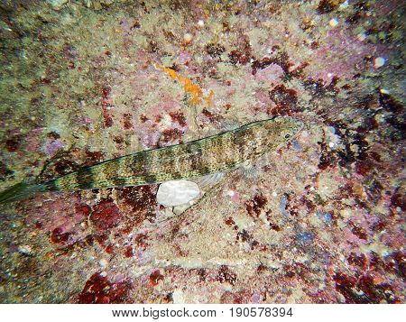 Lizardfish Synodontidae. Sand diver. Under the sea