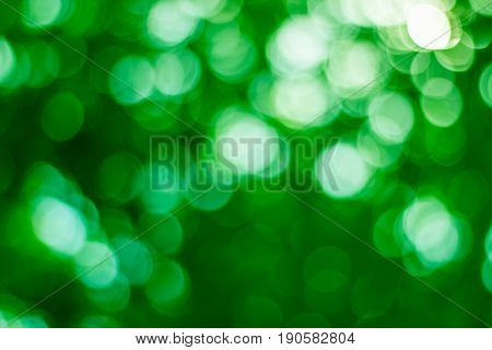Color Tone Blurred Nature Background. Light And The Sky To Make It Shone Through The Leaves. Pastel
