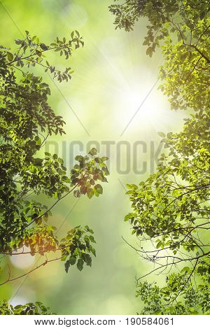 Natural Green Leaves White Background.