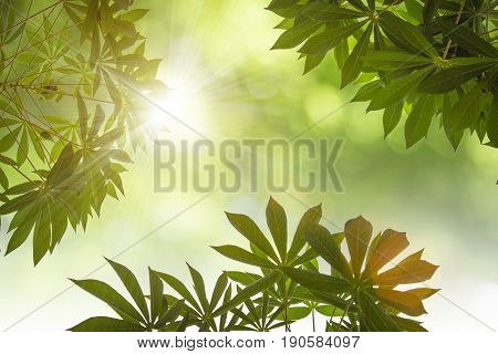 Natural Green Leaves White Background.
