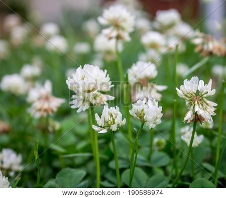 White clover flowers from life to death