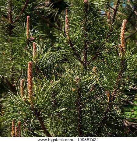Young pine shoots blooming inspring time. Photographed with shallow depth of field.