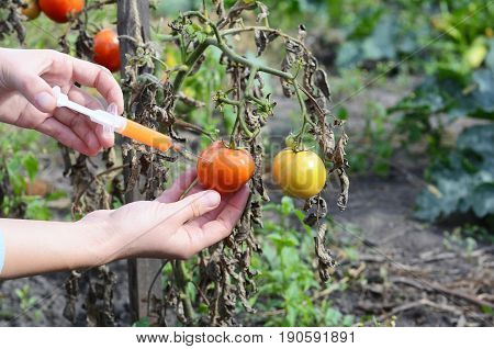 Scientist hands injecting syringe chemicals into red tomato GMO. Concept for chemical nitrates GMO or GM food. Genetically modified food advantages and disadvantages.