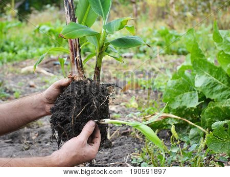 Transplant Flowers In Pots. Florist Transplant Flowers. Florist Transplant Small Banana Tree. Growing Bananas - How To Grow Banana Plants.