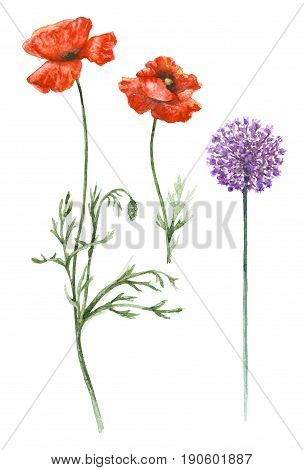 Hand drawn floral set. Watercolor wild flowers isolated on white background. Red poppies and wild onions on high stems. Summer wildflowers aquarelle sketch.