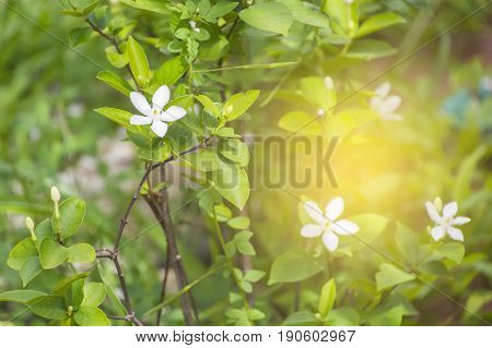 Scientific name is wrightia religiosa Benth nature