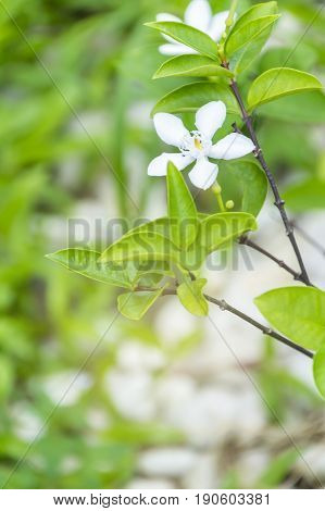 Scientific name is wrightia religiosa Benth nature