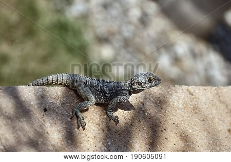 Agama Hardun lizard on the island of Rhodes