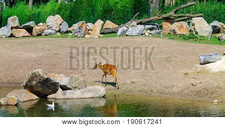 Deer walking in the Safari park from Netherlands